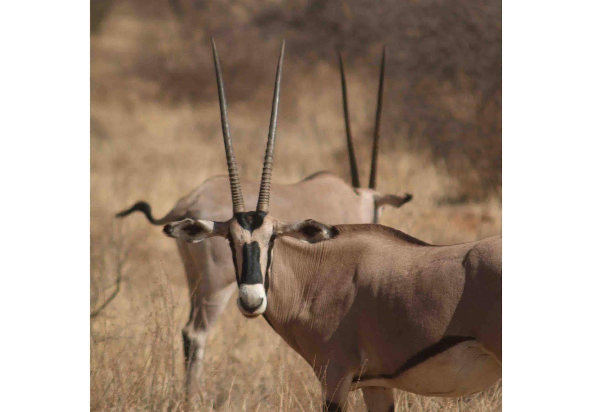 Sarova Shaba Game Lodge Archers Post Exteriör bild